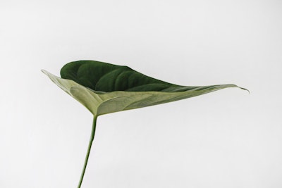 Simple Single Leaf